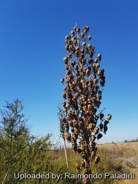 30145 RapCactus Raimondo Paladini